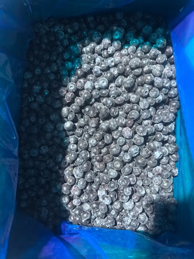 Kalibrierte IQF-Kulturheidelbeeren, ganze Früchte